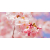 Cherry Blossom Αρωματικό Έλαιο