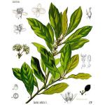 Δάφνη Αιθέριο Έλαιο 10ml