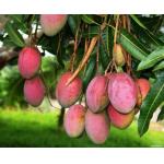 Αιθέριο Έλαιο Mango 10ml